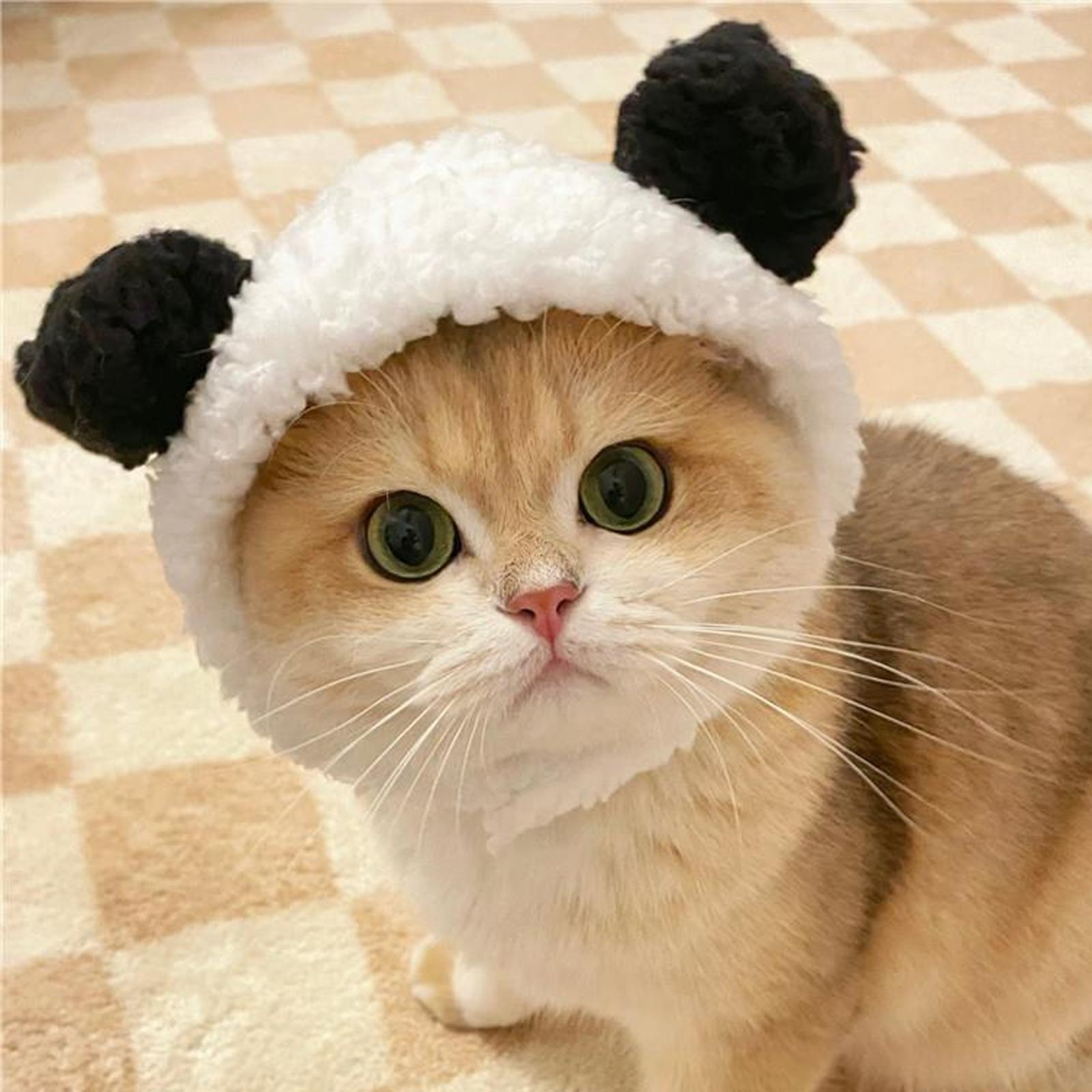Beary Cute Cat Hat - Nimblet