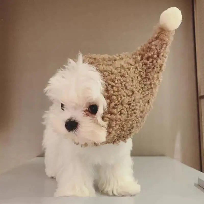 Beary Cute Cat Hat - Nimblet