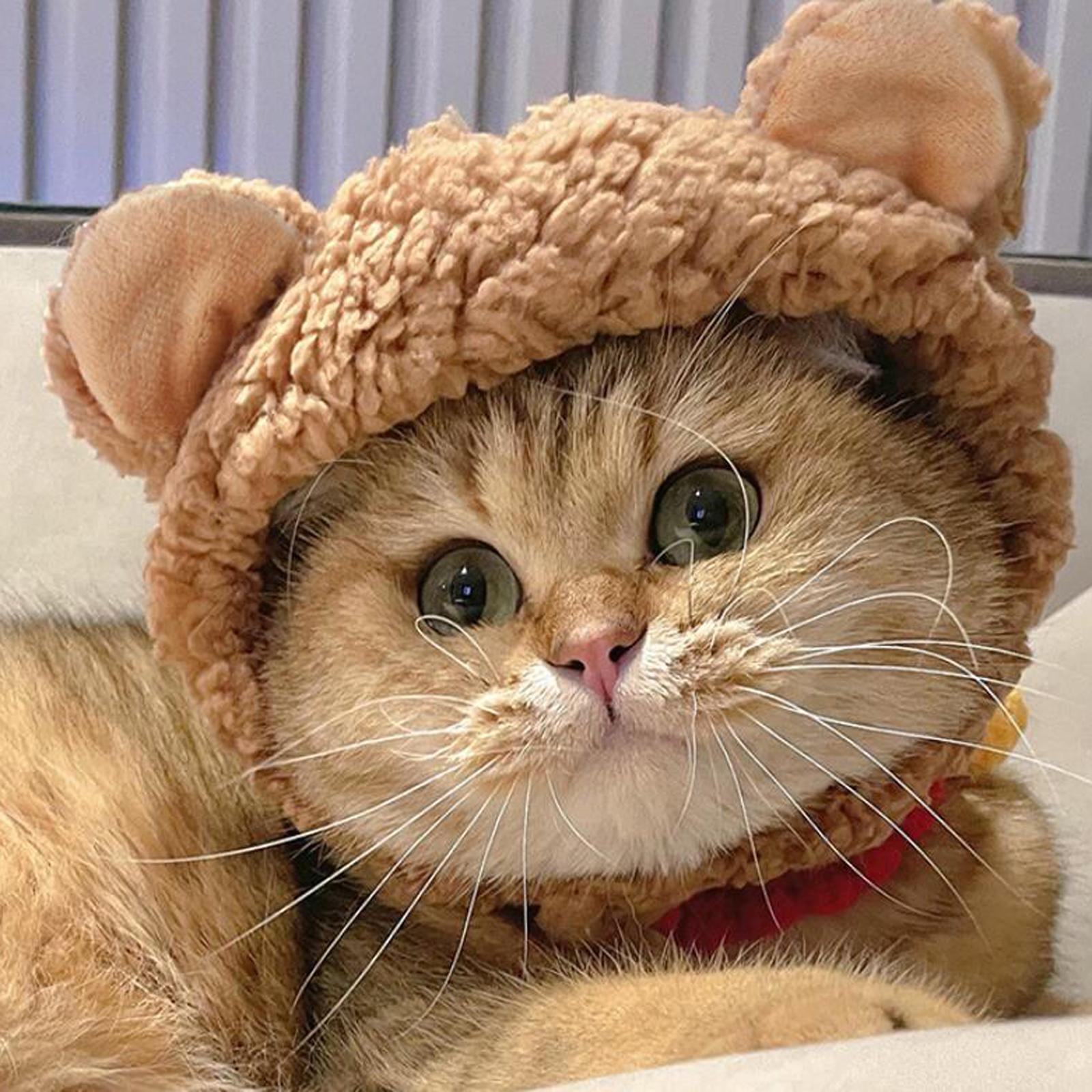 Beary Cute Cat Hat - Nimblet